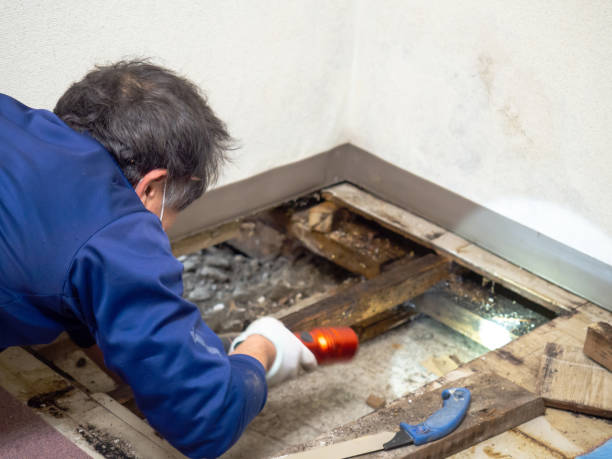 Best Crawl Space Mold Removal  in Sebring, FL