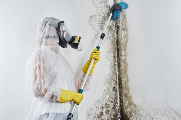 Best Toxic Mold Removal  in Sebring, FL