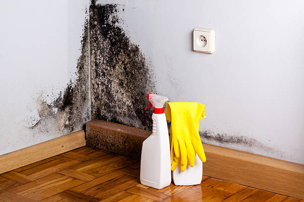 Certified Mold Removal in Sebring, FL